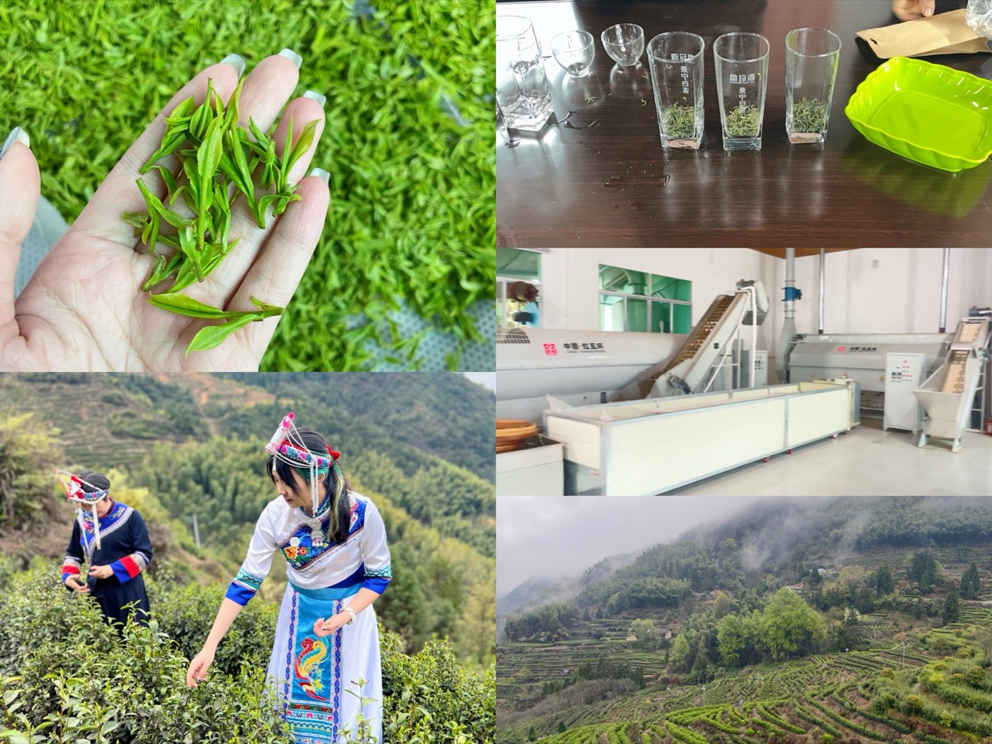 景宁茶园、鲜叶、茶工厂与实地考察记录